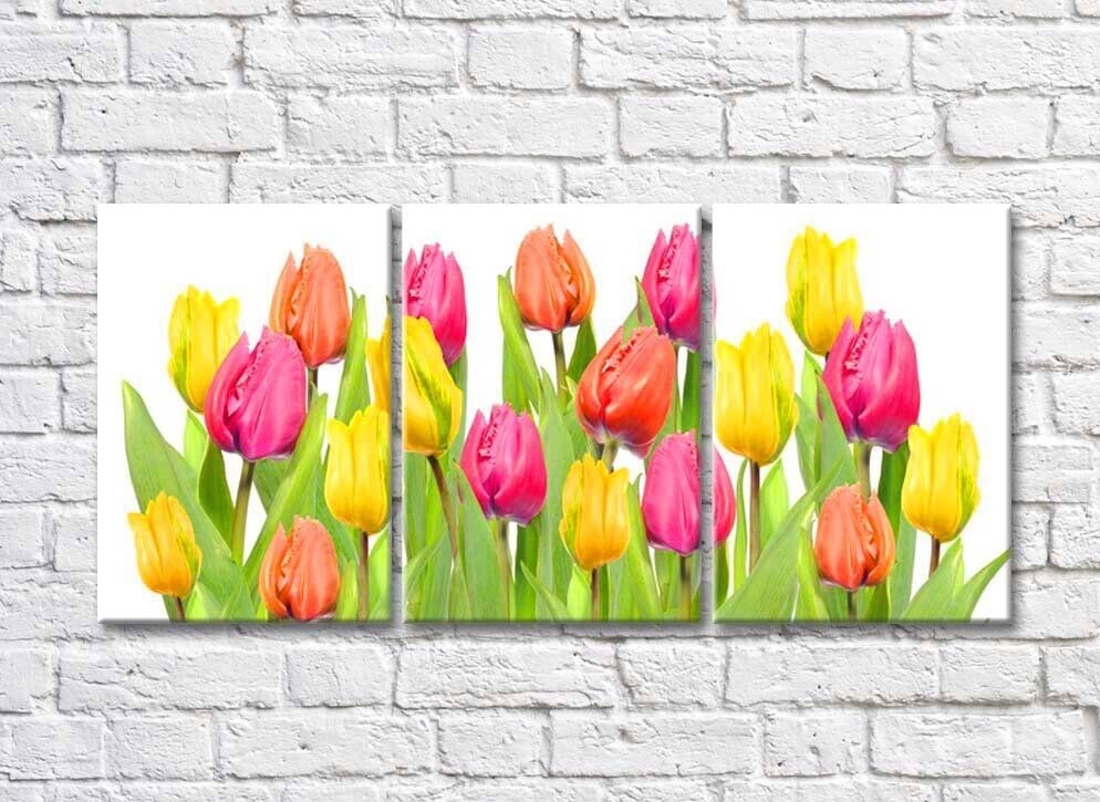 Картина Rainbow Large flowers of multicolored tulips on a white background (500390)
