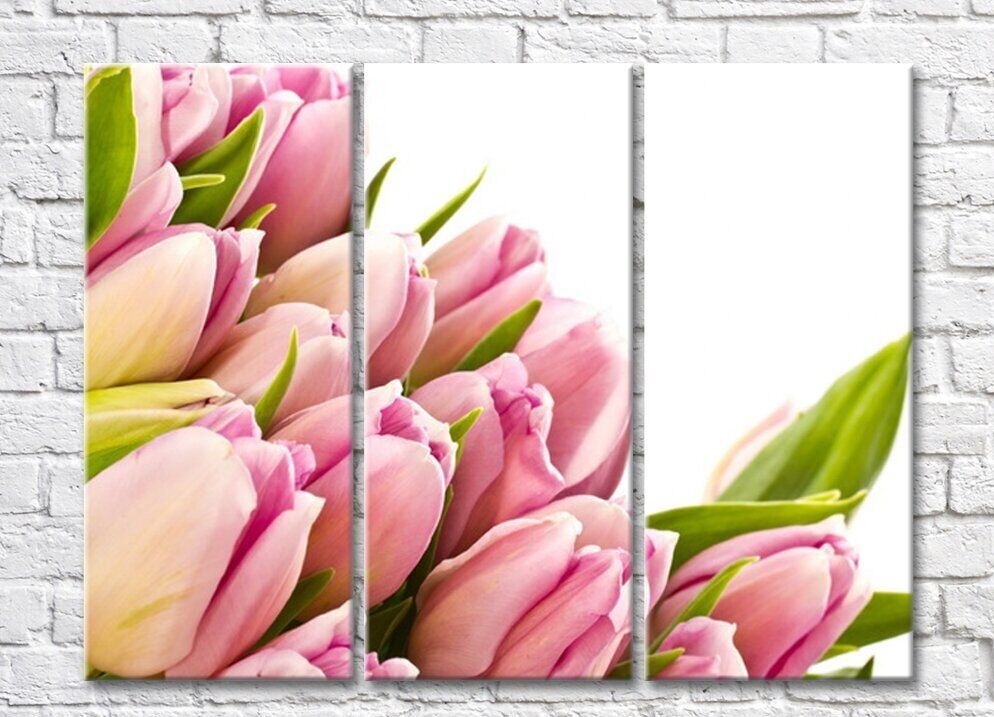 Pictură Rainbow Large flowers of pink tulips on a white background (500395)