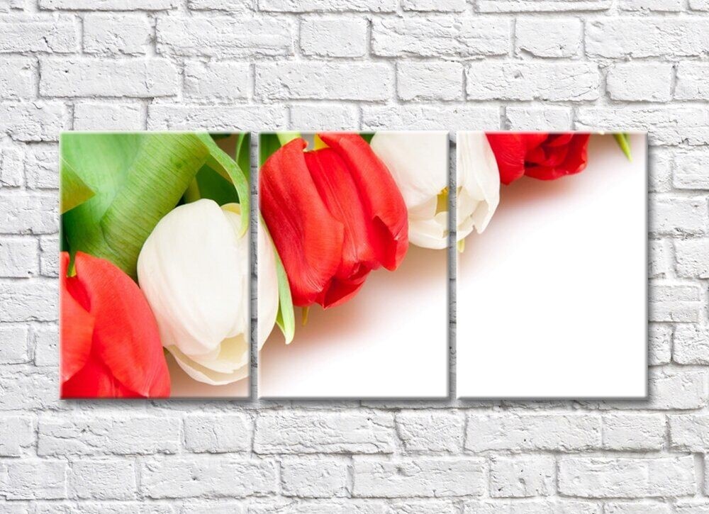 Картина Rainbow Large flowers of red and white tulips (500385)