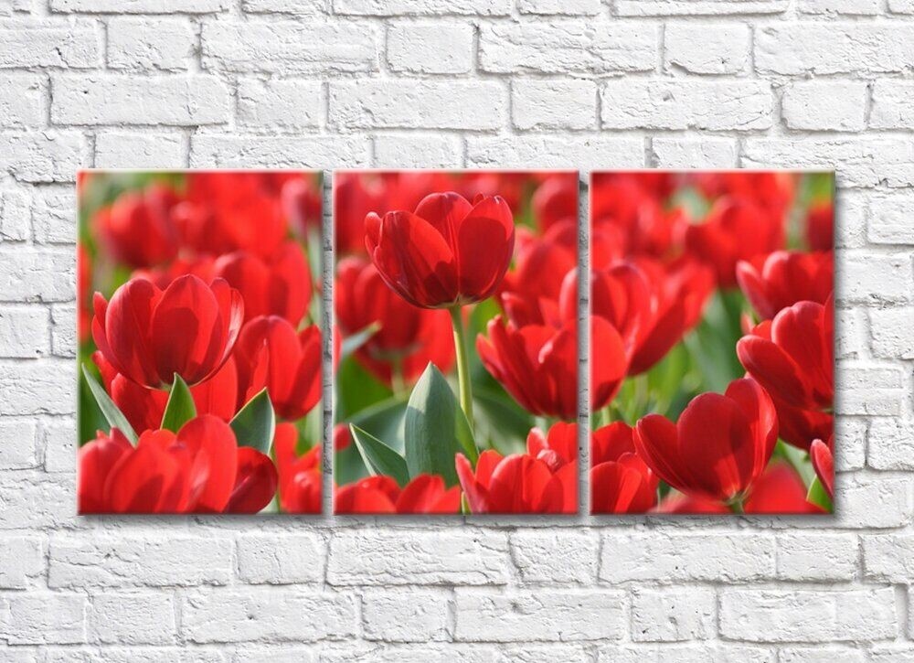 Картина Rainbow Large flowers of red tulips (500386)