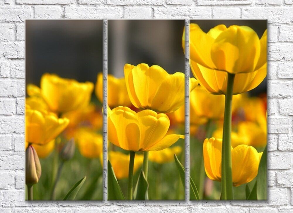 Картина Rainbow Large flowers of yellow tulips (500400)