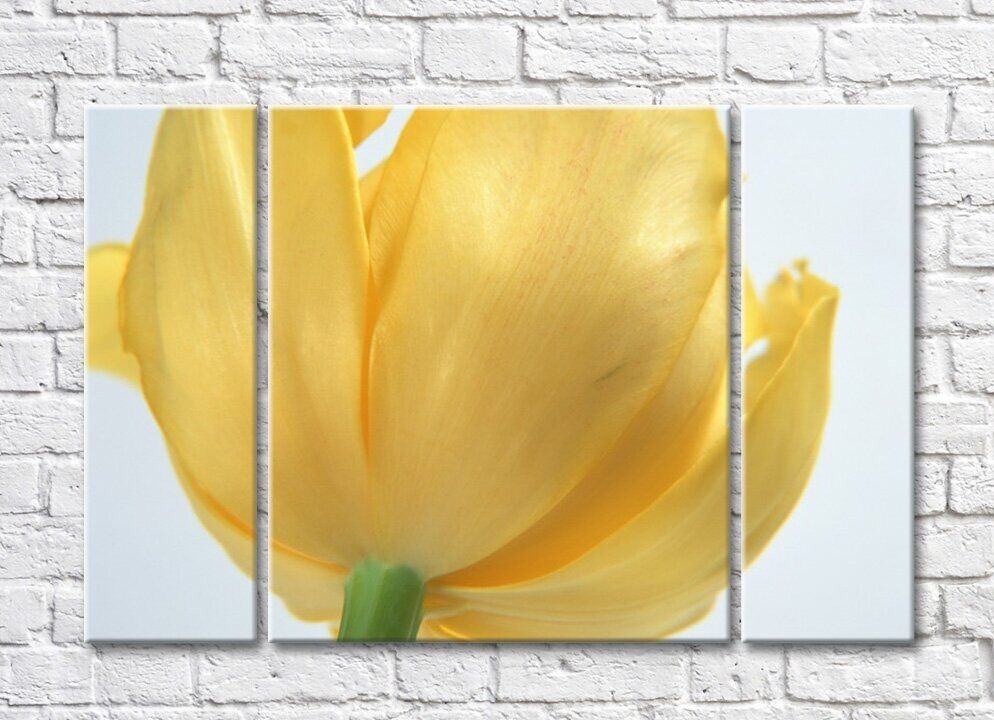 Pictură Rainbow Large lush flower of yellow tulip (500403)