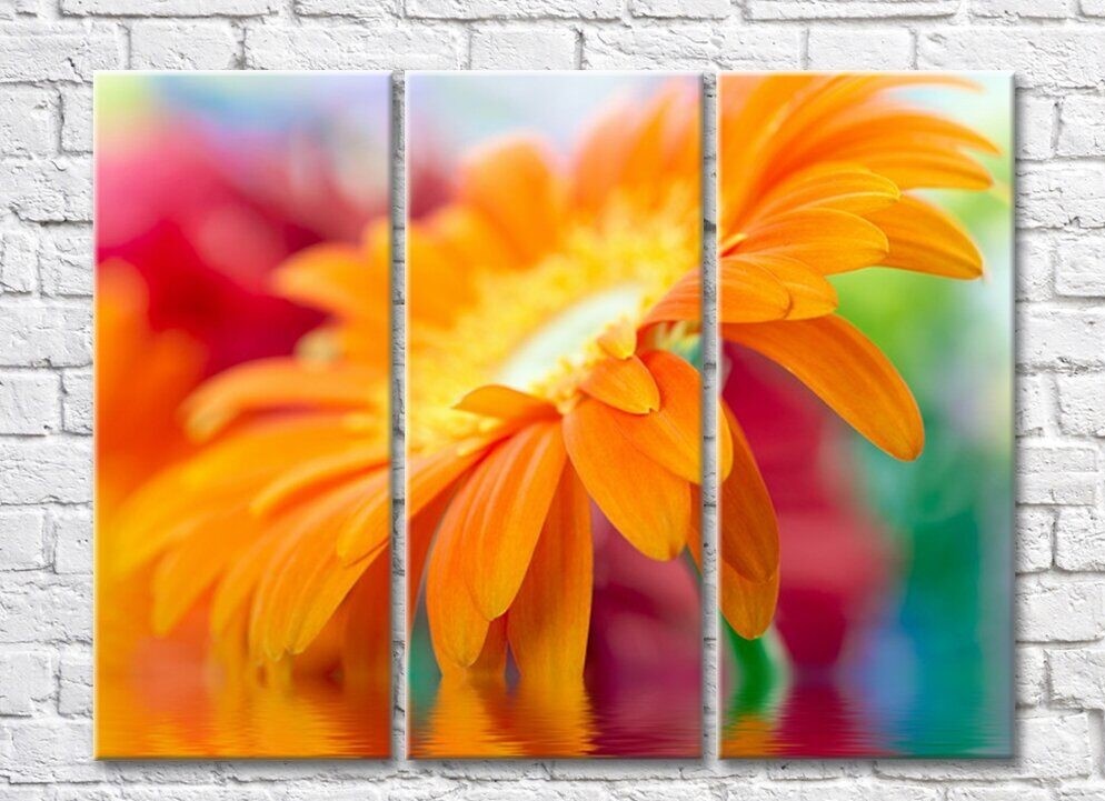 Картина Rainbow Large orange gerbera flower above water (500413)