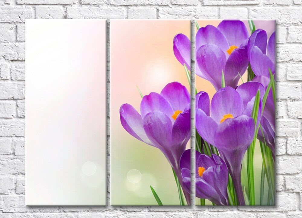 Картина Rainbow Large purple crocus flowers on a beige background (500381)