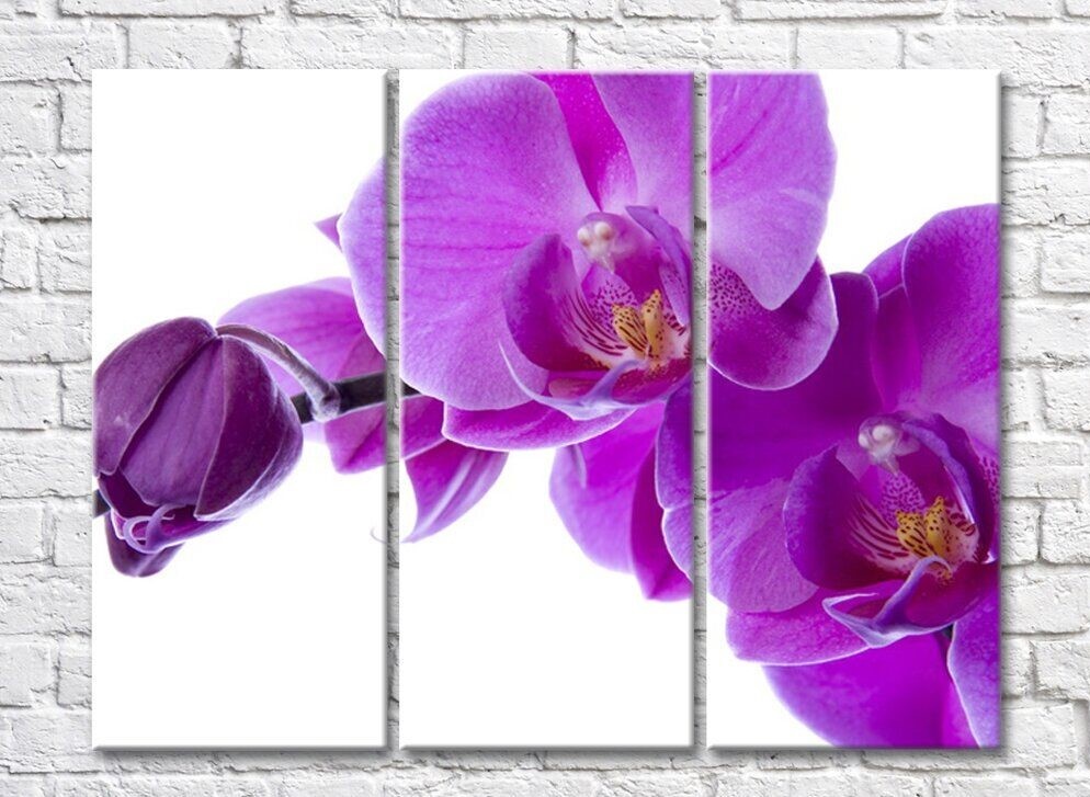 Картина Rainbow Large purple orchid flowers and buds (500384)