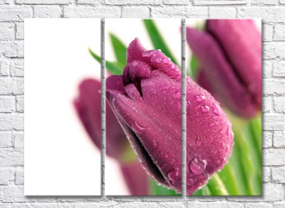 Картина Rainbow Large purple tulip flower with dewdrops (500422)
