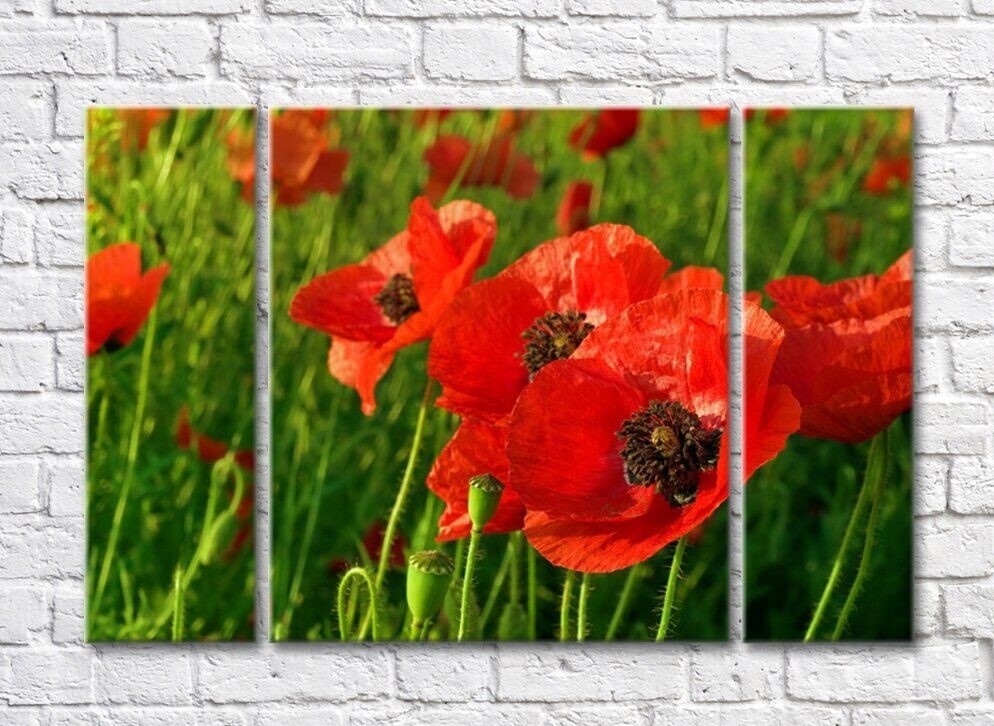 Картина Rainbow Large red flowers against the background of a poppy field (500376)