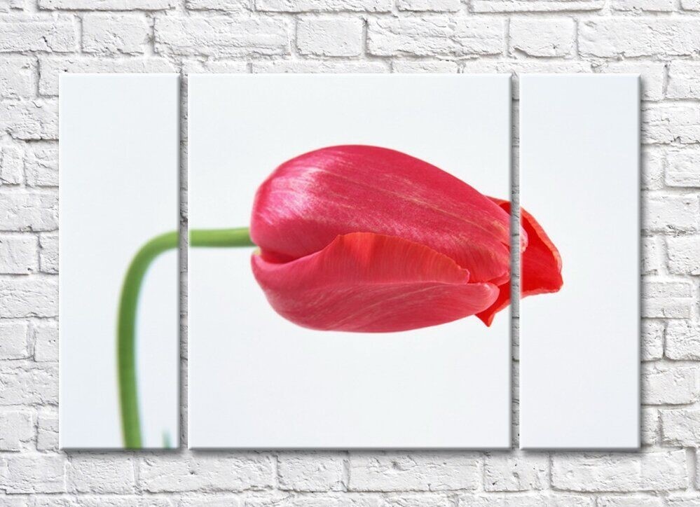 Картина Rainbow Large red tulip flower (500409)