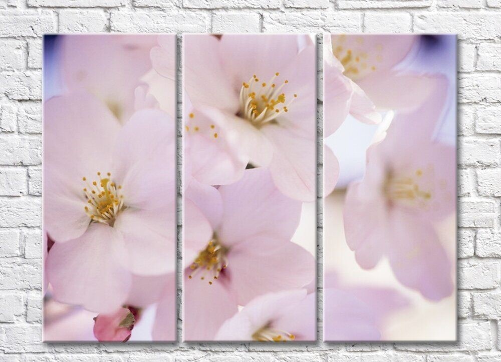 Картина Rainbow Large sakura flowers with stamens (500398)