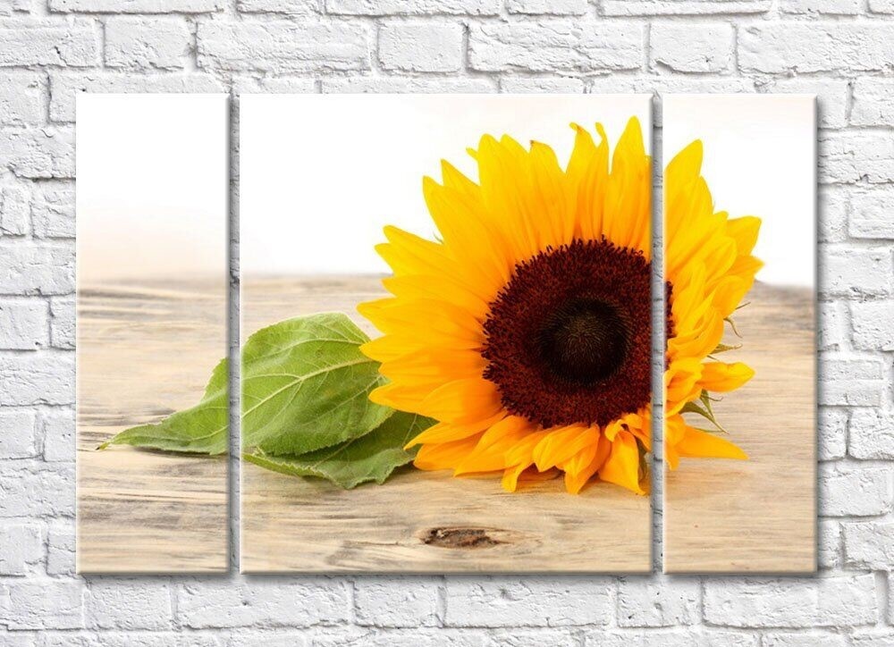 Картина Rainbow Large sunflower flower and leaves (500414)