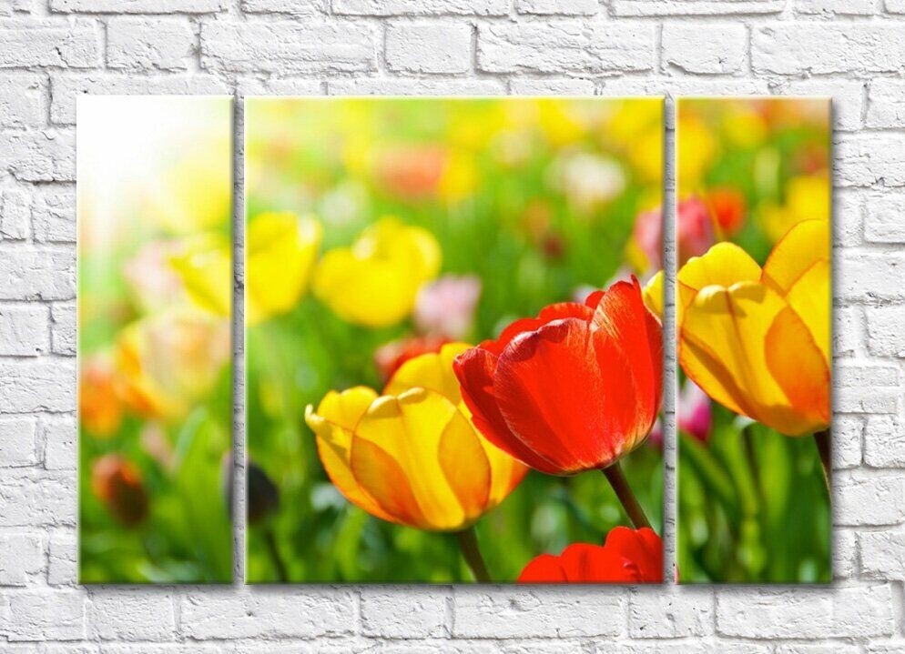 Картина Rainbow Large tulips against the background of a multi-colored flower field (500380)