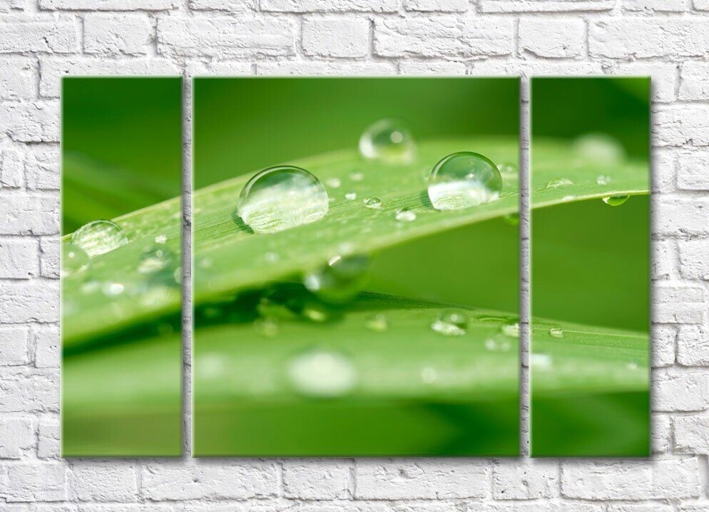 Картина Rainbow Plant leaves with dew drops on a green background (500433)