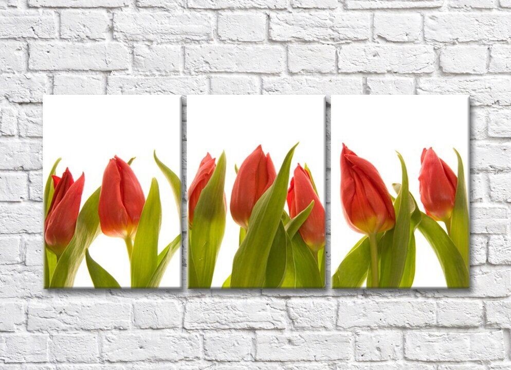 Pictură Rainbow Pointed flowers of red tulips (500303)