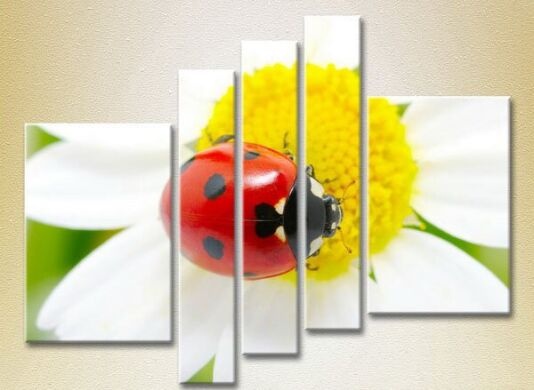 Pictură Rainbow Polyptych Ladybug on a camomile 03 (2224636)