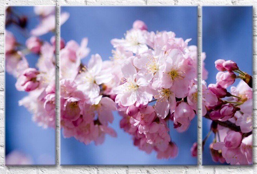 Pictură Gallerix Blooming sakura branch on a blue sky background (500814)