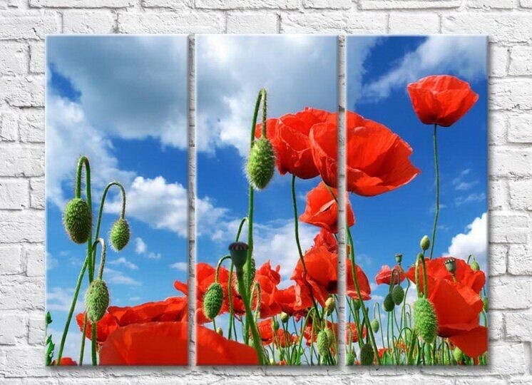 Картина Rainbow Red poppies against a blue sky (3448898)