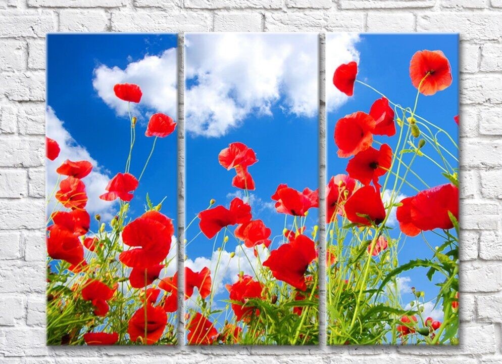 Картина Rainbow Red poppies against the sky with clouds (500350)