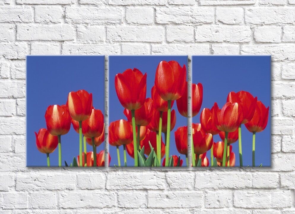 Картина Rainbow Red tulips against blue sky background (500355)