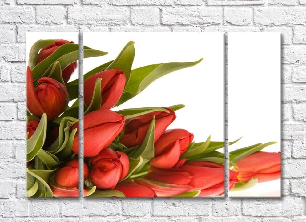 Картина Rainbow Red tulips and curly green leaves (500352)