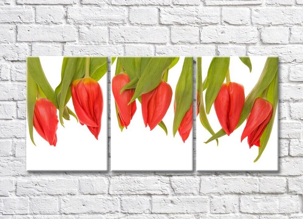 Картина Rainbow Red tulips flowers down (500359)