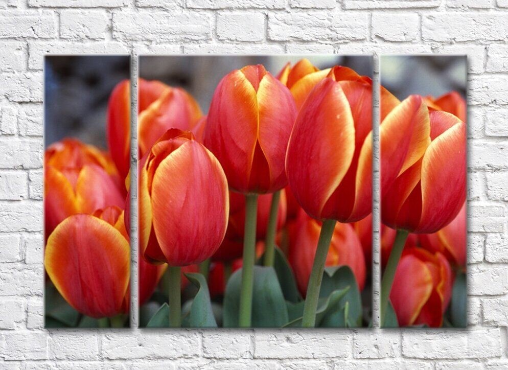 Картина Rainbow Red tulips with orange border (500358)
