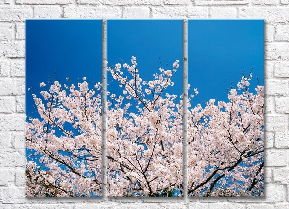 Картина Rainbow Sakura tree against blue sky background (500271)