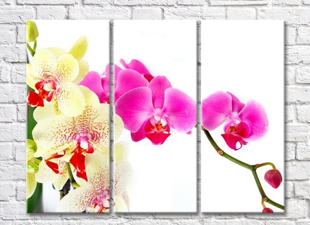 Картина Rainbow Two branches of colorful orchids on a white background (500262)