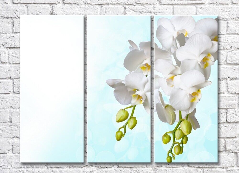 Картина Rainbow Two branches of white orchids on a blue background (500261)
