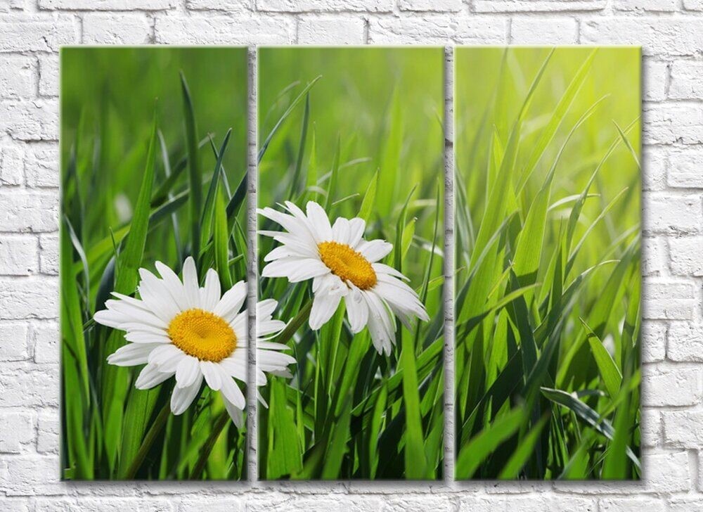 Картина Rainbow Two daisies on a background of grass (500266)