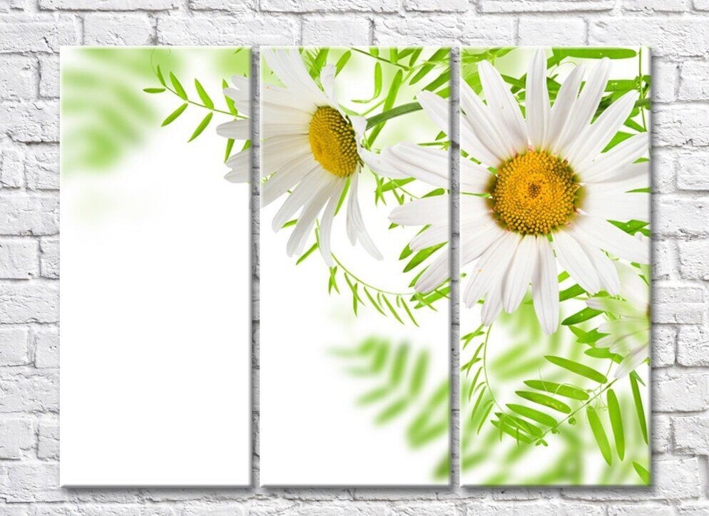 Картина Rainbow Two daisies on a background of green leaves (500265)