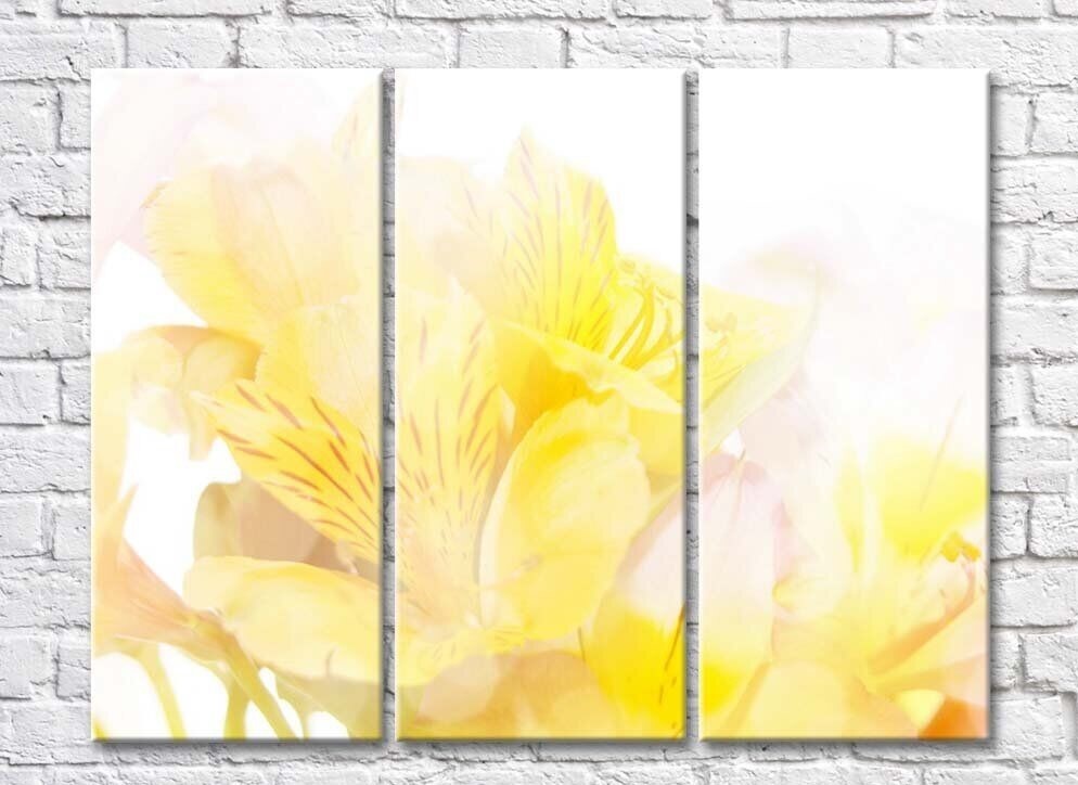 Картина Rainbow Yellow alstroemeria on a white background (500281)