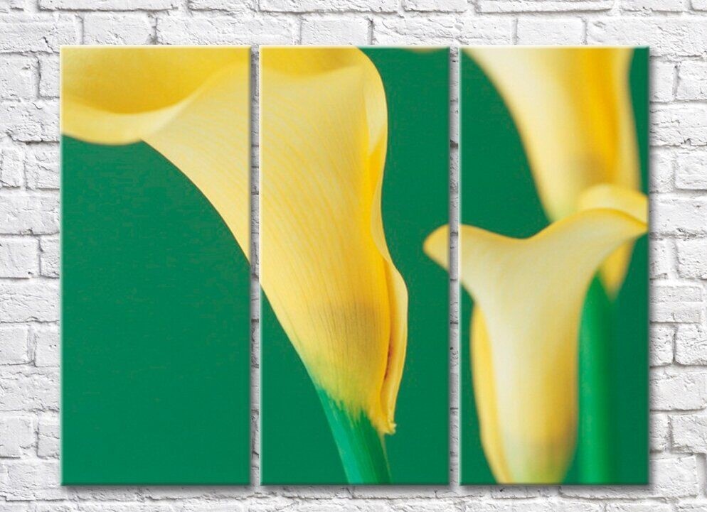 Pictură Rainbow Yellow calla flowers on a green background (500297)