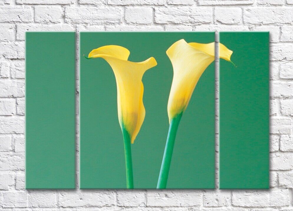 Pictură Rainbow Yellow calla lilies on a green background (500287)