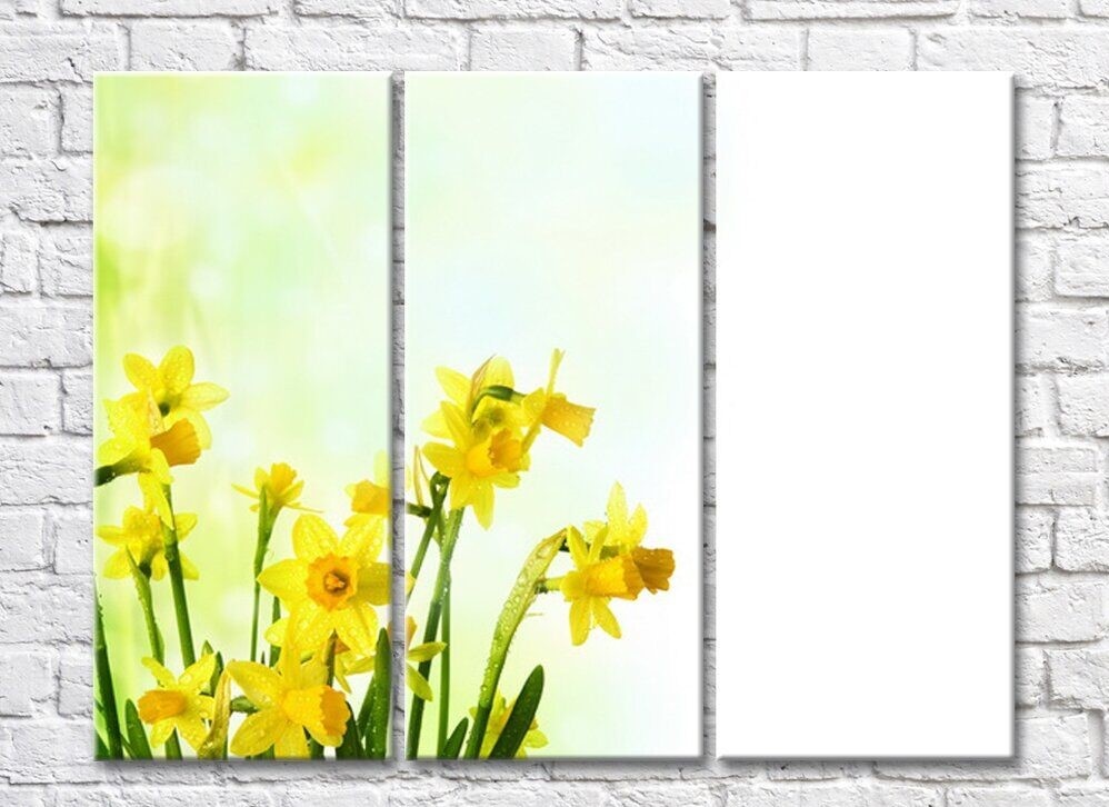 Pictură Rainbow Yellow daffodils on a white background (500289)
