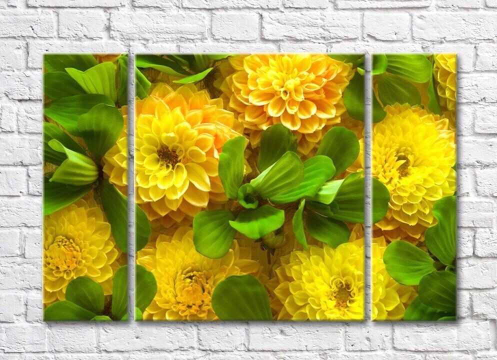 Pictură Rainbow Yellow Dahlias & Green Leaves (500282)