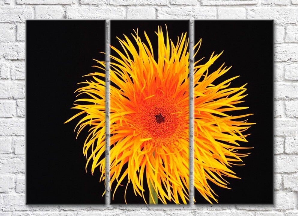 Pictură Rainbow Yellow orange flower on a black background (500280)