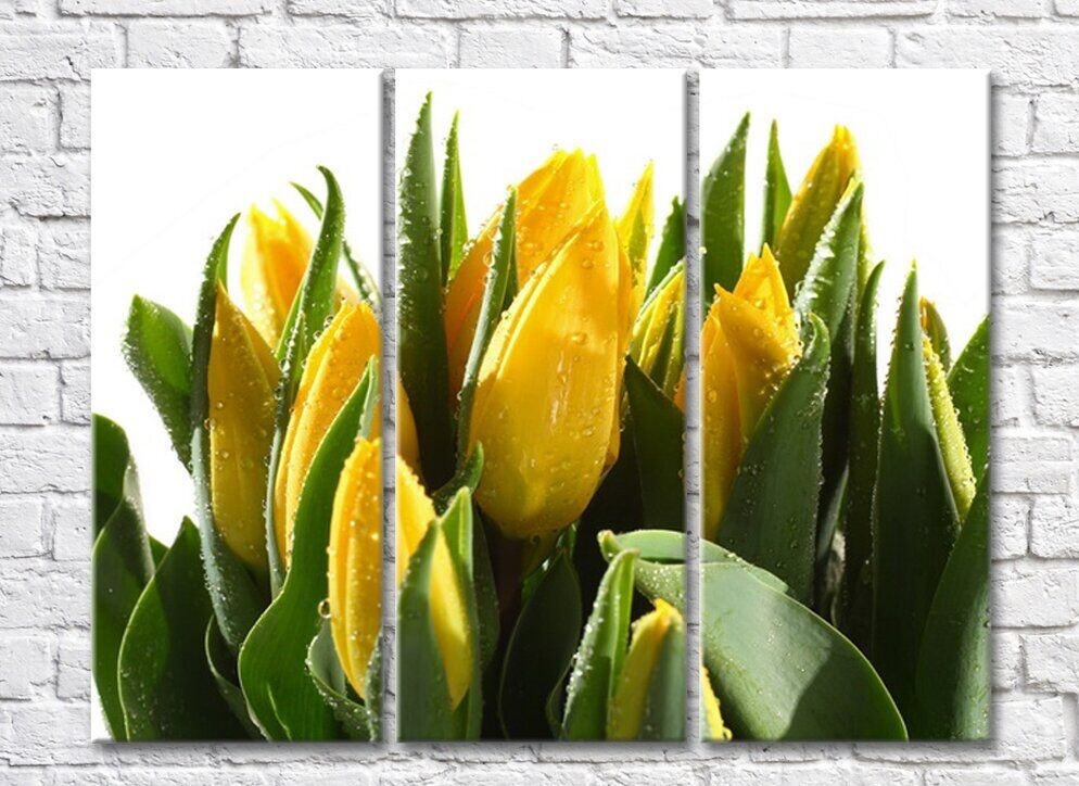 Pictură Rainbow Yellow tulips and green leaves on a white background (500292)
