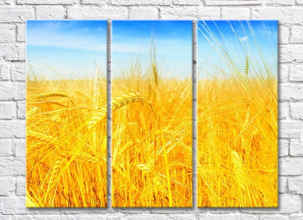 Картина Rainbow Yellow wheat field against the sky (500276)
