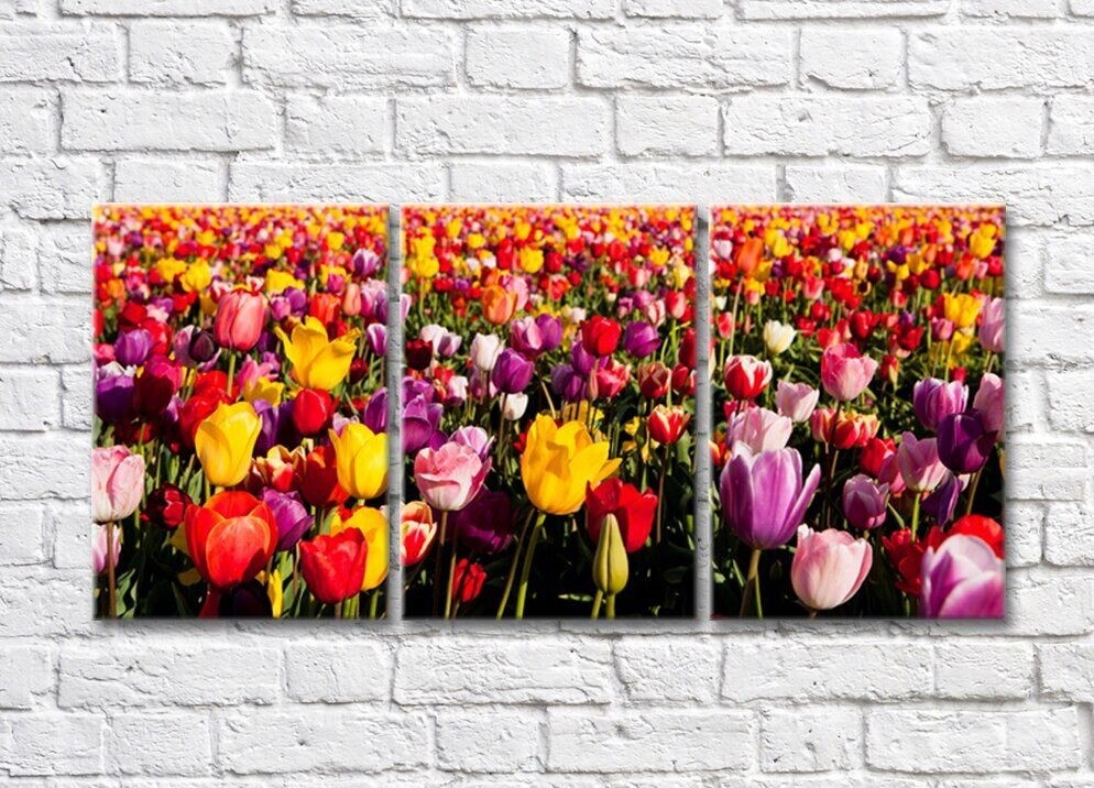 Картина Gallerix Multicolored tulip field (500557)
