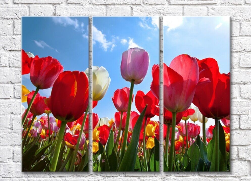 Картина Gallerix Multicolored tulips against the sky (500563)