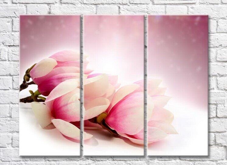 Pictură Gallerix Pink magnolia on a white background (3448910)