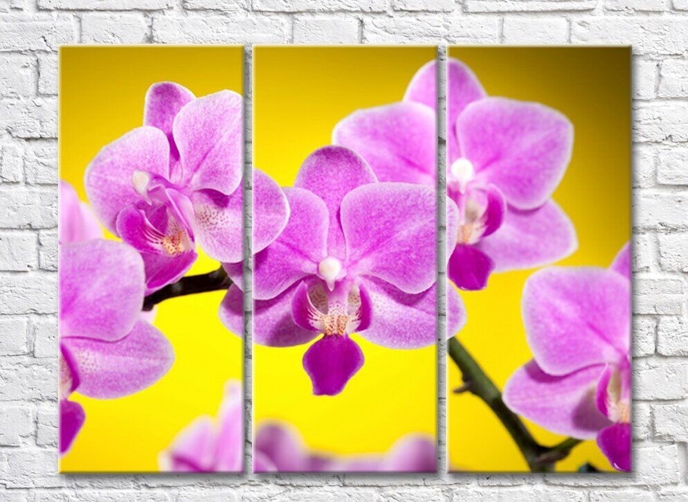 Картина Gallerix Pink orchid on yellow background (500576)