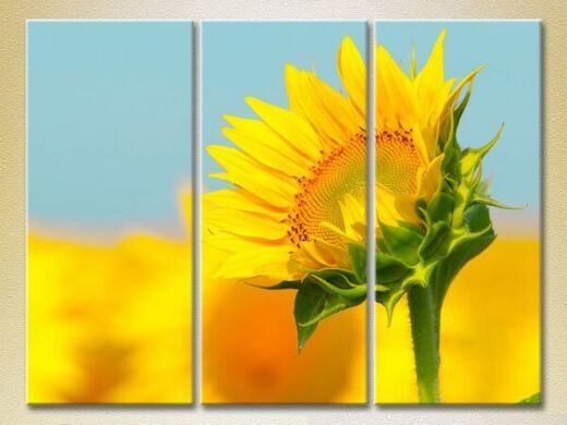 Pictură Gallerix Triptych Sunflower (2699483)