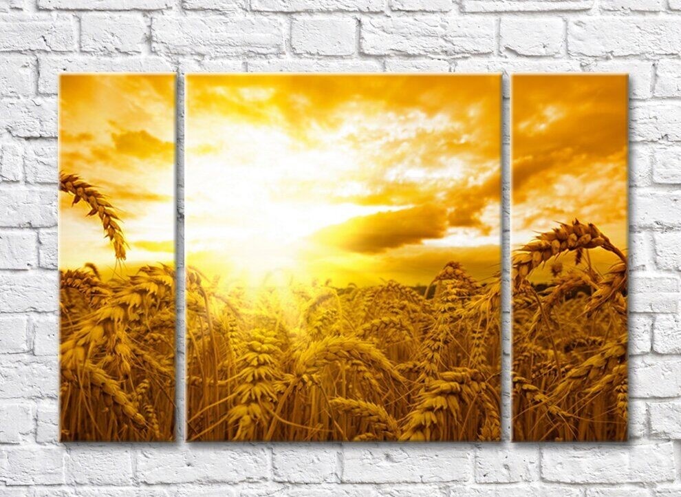 Pictură Gallerix Wheat field at sunset (500541)