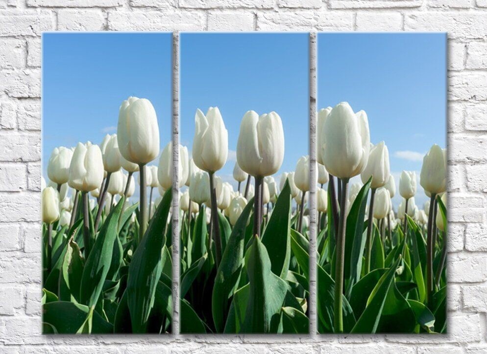 Pictură Magic Color White tulips on a Blue sky background (500071)