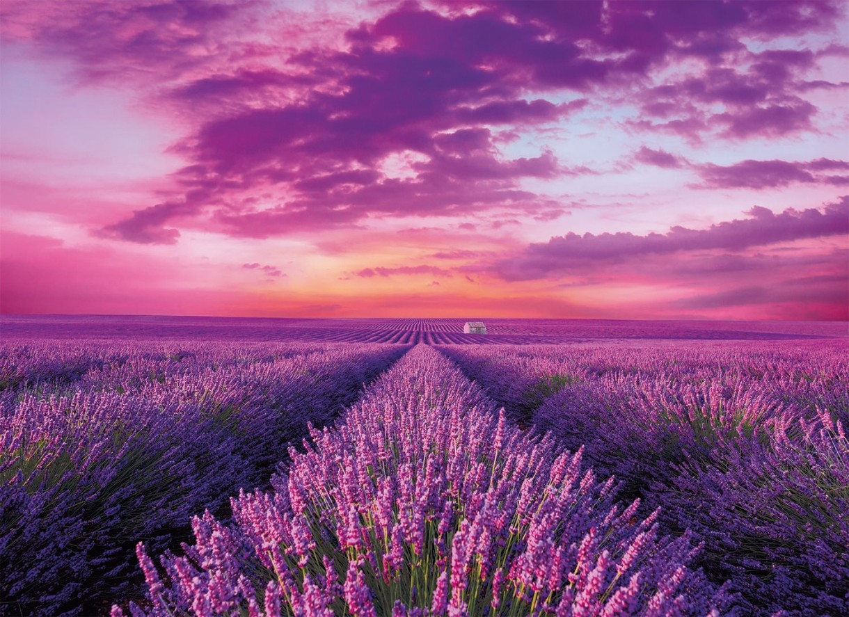 Пазл Clementoni 1000 Lavender Field (39606)