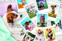 Puzzle Trefl 300 Holiday Pictures (23003)