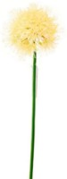 Декоративный цветок Casa Masa Allium 80cm White (L19711/WH)