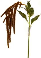 Декоративный цветок Casa Masa Amaranthus 110cm Maro (L19717/BR)