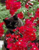 Картина по номерам Strateg Кот в красных цветах (VA-3593)